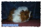 angora02.jpg
