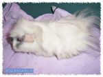 angora03.jpg