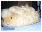 merinos02.jpg