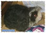 mohair01.jpg