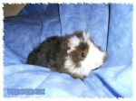 mohair02.jpg
