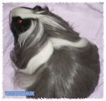 race_shelty02.jpg
