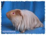race_shelty04.jpg