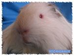 race_shelty05.jpg