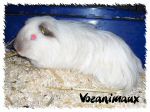 race_shelty06.jpg