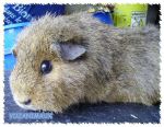 teddy03.JPG