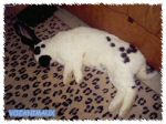 marquage_papillon01.jpg